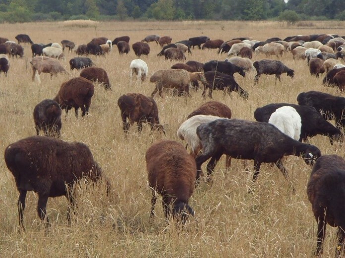 Алтайский край готовит первую партию племенных овец для Северной Кореи