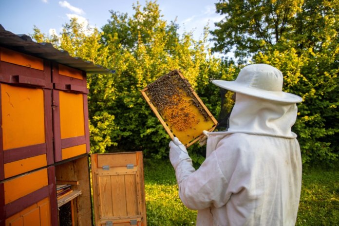 Фермер заплатит 7 млн рублей за массовый мор пчел в Алтайском крае