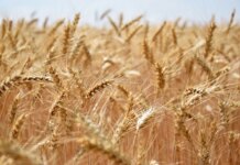 Новосибирская область вошла в топ-3 регионов СФО по потенциалу экспорта зерна