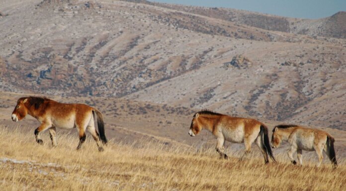 Строительство центра реинтродукции лошади Пржевальского в Хакасии планируют завершить в 2024 году