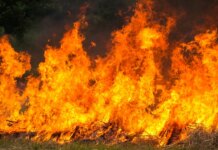На фоне жаркой погоды в Новосибирске выросло количество пожаров